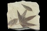 7.5" Plate of Four Fossil Leaves - Green River Formation, Colorado - #130330-1
